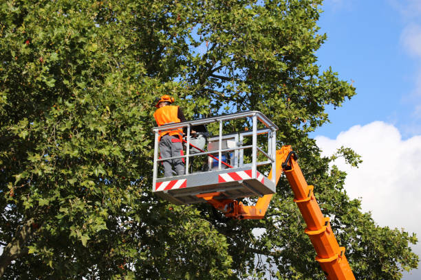 Best Tree Branch Trimming  in Boone, IA